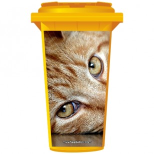 Tabby Cat Eyes Wheelie Bin Sticker Panel